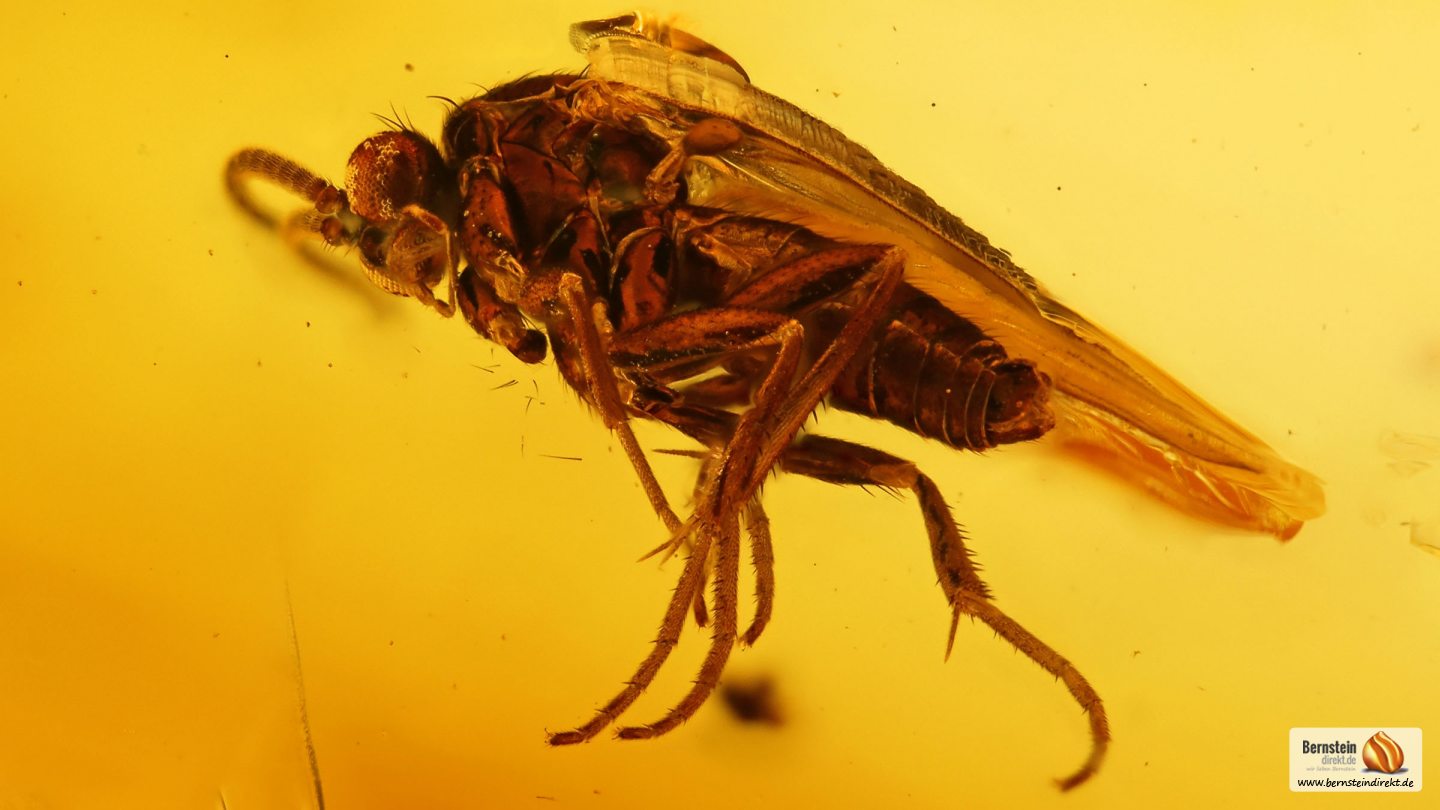 Pilzmücke als Inkluse, Mücke als Einschluss im Baltischen Bernstein